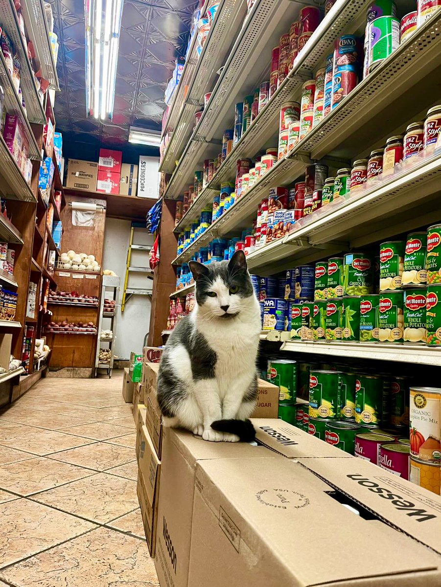 Bodega Cats tweet media