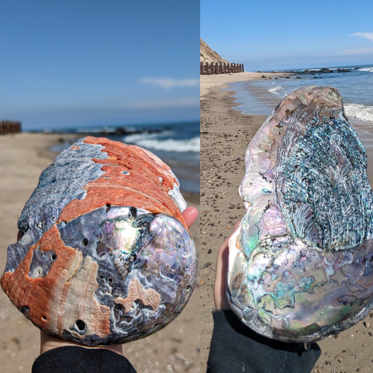 stockree's tweet photo. We found a dinosaur red abalone shell yesterday. Protected spaces, special places. https://t.co/5wY5QQuoNb