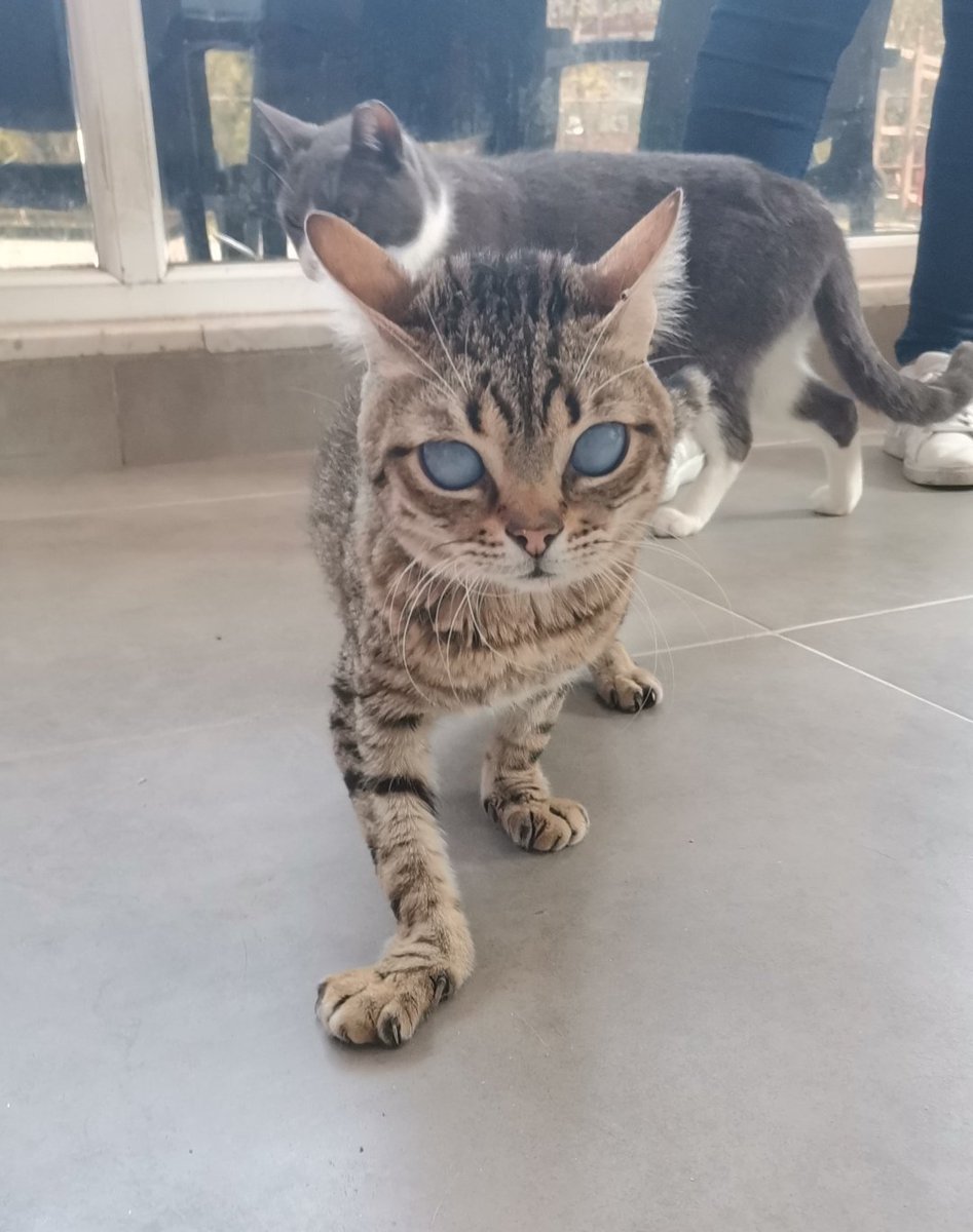 Bir haftadır ilan çok yerde paylaşıldı.
Skor SIFIR SORAN oldu
Yunus'u isteyen kismeler çıkmadı 😭

İletişim twitter <a href="/Engelsizpati/">Engelsizpatilereyuva 🐾</a> 

#SokakHayvanlarıSahipsizDeğil 
#satinalmasahiplen #OyumHayvanHaklarına