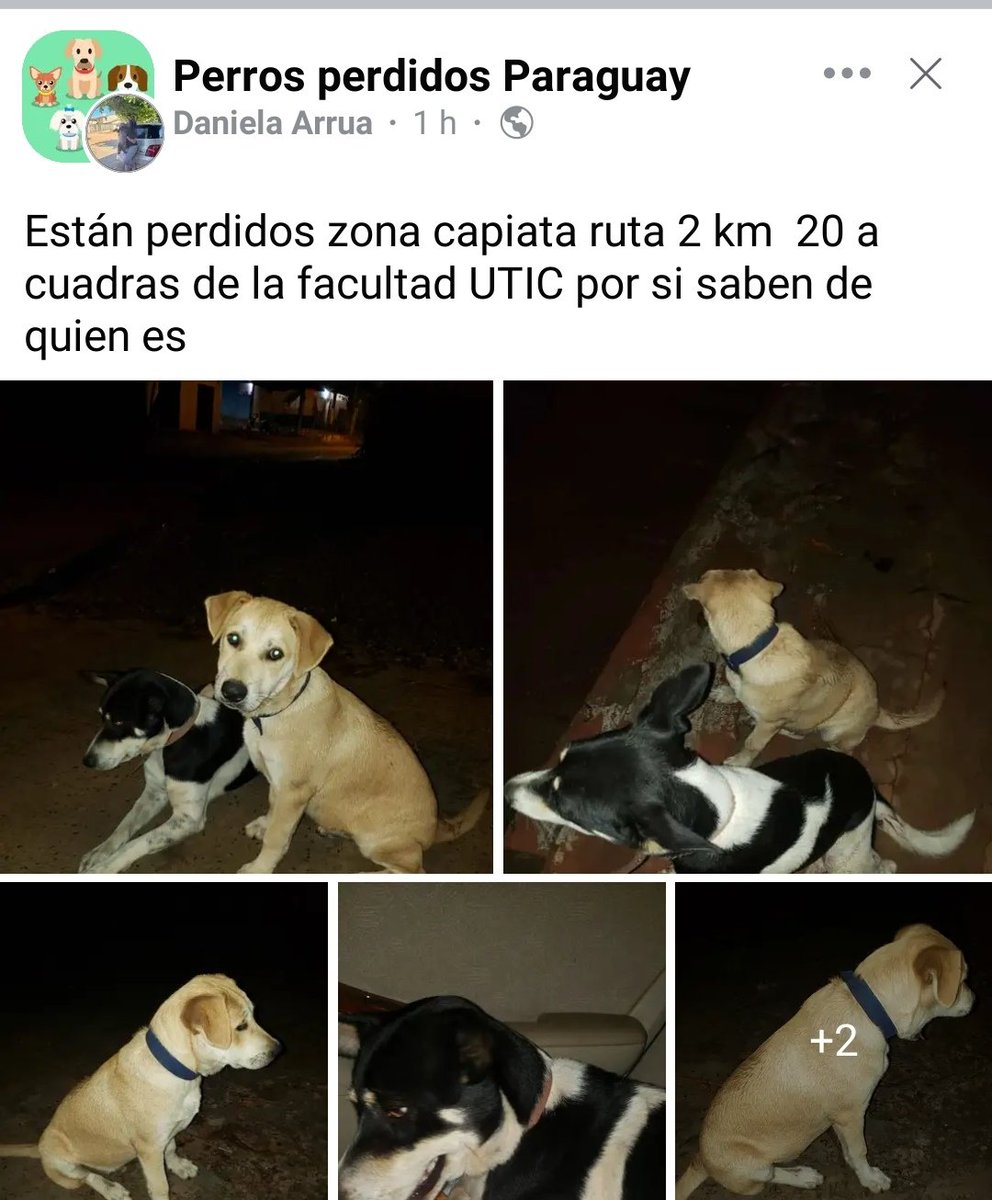 Tana 🦋🇵🇾🧉 tweet media