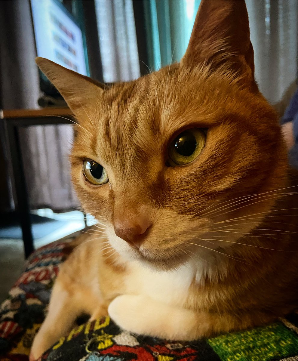 Roulett's tweet photo. Just a cat passing judgement….#Cat #CatsOfTwitter https://t.co/0zQVTv3aUx