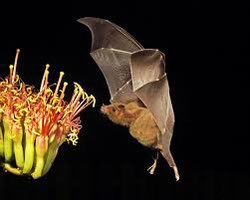 All_Animals_org's tweet photo. 🐝🦋🦇🐛 #Pollinators #NoMowMay #SlowMowMay #SavePollinators #AllAnimals #BeeKind #Wildlife #Coexist #Nature #Natural #Native #NativePlants #WildFlowers #Endangered #Extinct #BeKindToAllAkinds #PollinatorsAreTheBestPestControl 

https://t.co/y9OkGQAPPR https://t.co/7gk9Ti8t2Z