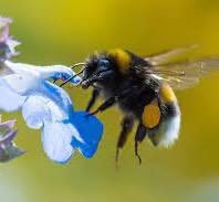 All_Animals_org's tweet photo. 🐝🦋🦇🐛 #Pollinators #NoMowMay #SlowMowMay #SavePollinators #AllAnimals #BeeKind #Wildlife #Coexist #Nature #Natural #Native #NativePlants #WildFlowers #Endangered #Extinct #BeKindToAllAkinds #PollinatorsAreTheBestPestControl 

https://t.co/y9OkGQAPPR https://t.co/7gk9Ti8t2Z