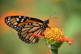 All_Animals_org's tweet photo. 🐝🦋🦇🐛 #Pollinators #NoMowMay #SlowMowMay #SavePollinators #AllAnimals #BeeKind #Wildlife #Coexist #Nature #Natural #Native #NativePlants #WildFlowers #Endangered #Extinct #BeKindToAllAkinds #PollinatorsAreTheBestPestControl 

https://t.co/y9OkGQAPPR https://t.co/7gk9Ti8t2Z