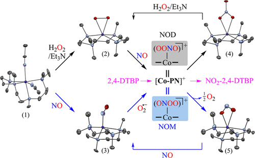 bhkenlo's tweet photo. Nitric Oxide Oxygenation Reactions of Cobalt-Peroxo and Cobalt-Nitrosyl Complexes https://t.co/AIWWOtYAKc Kumar and co-workers @InorgChem #cobalt #peroxo #nitrosyl #NO https://t.co/ZfsqqkwtmU
