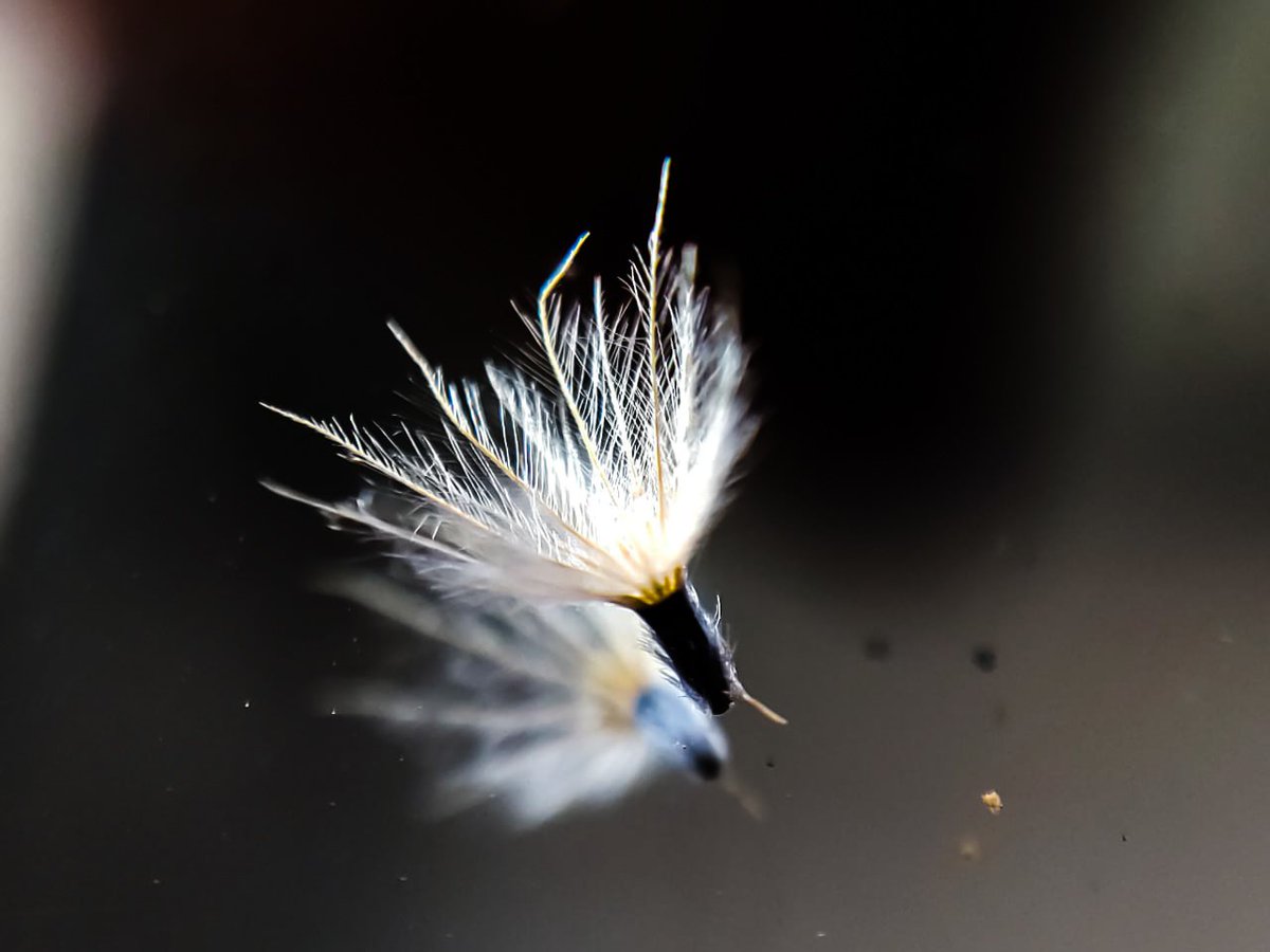 Gm nft family . Today's new drop #NFTCommunity <a href="/GALLERIA_GM/">ガレリア公式🖥️</a> <a href="/RealKatoOG/">Kato</a>