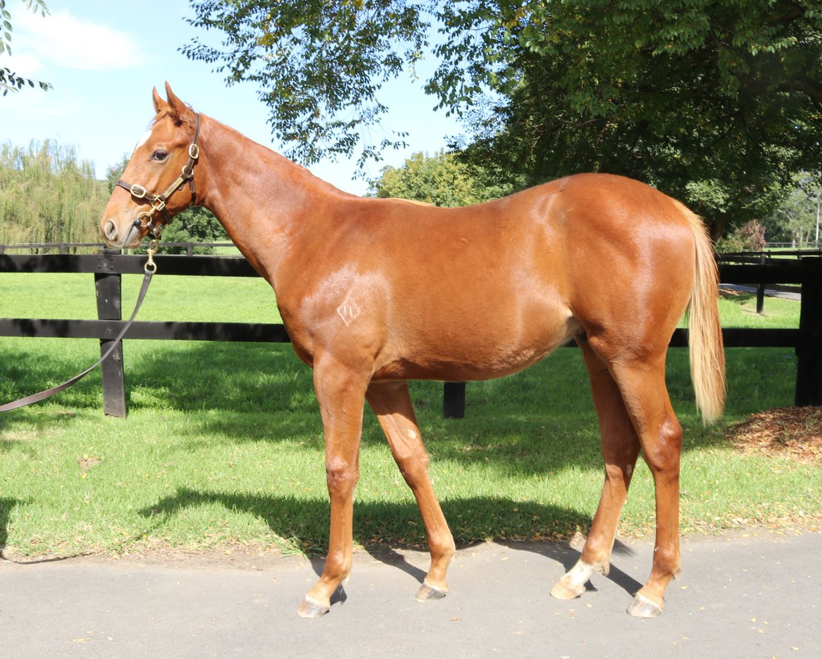 Kia Ora Stud tweet media