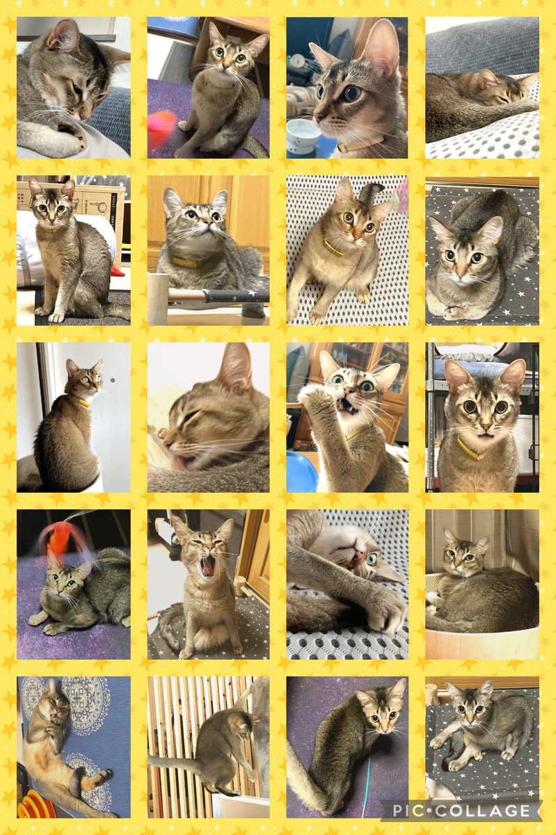 shio0103jade's tweet photo. オハニャー🐱✨
今日はたんじょーびってやつなんだってにゃ〜
確かいつもより美味しい日だったはずにゃ😸
3回目の今日も美味し楽しいといいにゃ🍖

#誕生日 🎂
#3歳 🐱
#猫 #猫のいる暮らし #猫のいる幸せ #猫好きさんと繋がりたい #猫部 #cat #CatsOfTwitter #猫をTLに流しちゃおう

202205〜202208 https://t.co/6wqjdy9scC