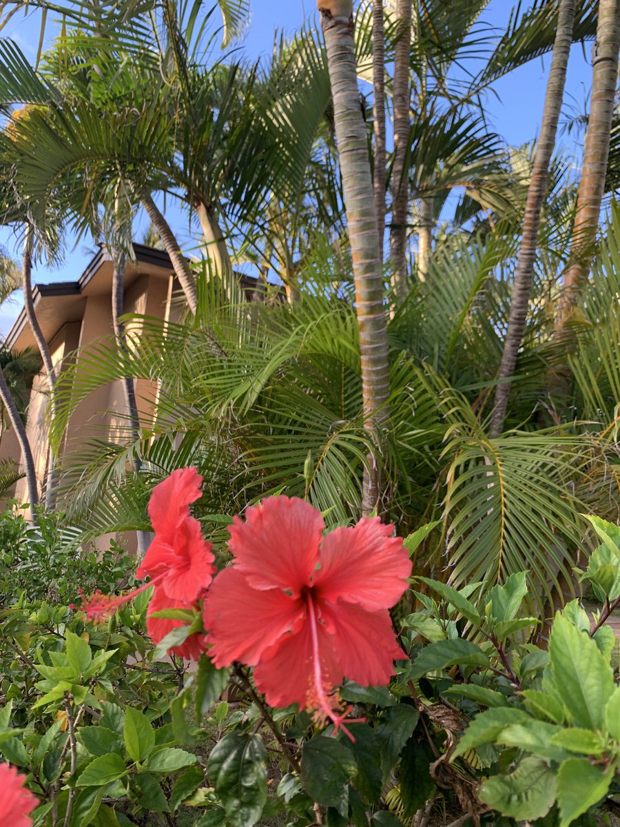 As many of you have guessed, I am happily hanging out in the #HawaiianIslands … #Maui to be  specific!  #Mahalo for playing along with #guess #WhereInTheWorld am I.

#MauiMoments #TMACtravel #hibiscus #MauiLife #WhereintheWorldAmI