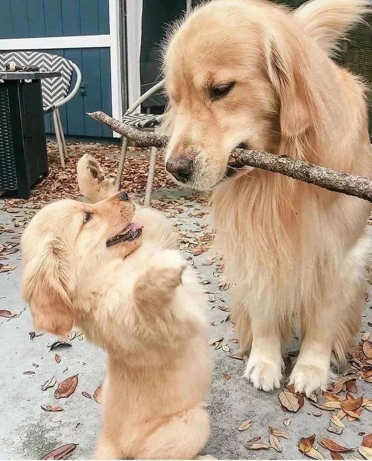 😍😍😍😍😍😍😍😘😘 Rate This Cuteness 10-100??📷📷 - #dog #dogs #scotland #dogsoftwitter #Easter2023 #captainchaos #puppylove #puppies #goldenretriever