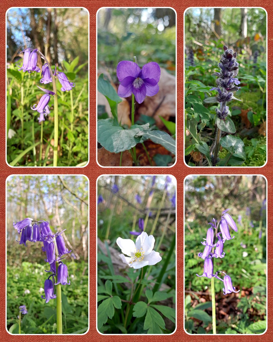 RP_SunnyDays's tweet photo. There's been blue/purple all around our Wood today. Gorgeous #bluebells, #dogviolets, and #bugle just coming out. The #woodanenomes are almost over- theyve been lovely 😍
#Wildflowers #Woodlands #SmallWoods #Nature #NaturePhotography #FamilyWalk @BritNatureGuide #ThePhotoHour https://t.co/LkNiB9VIwp