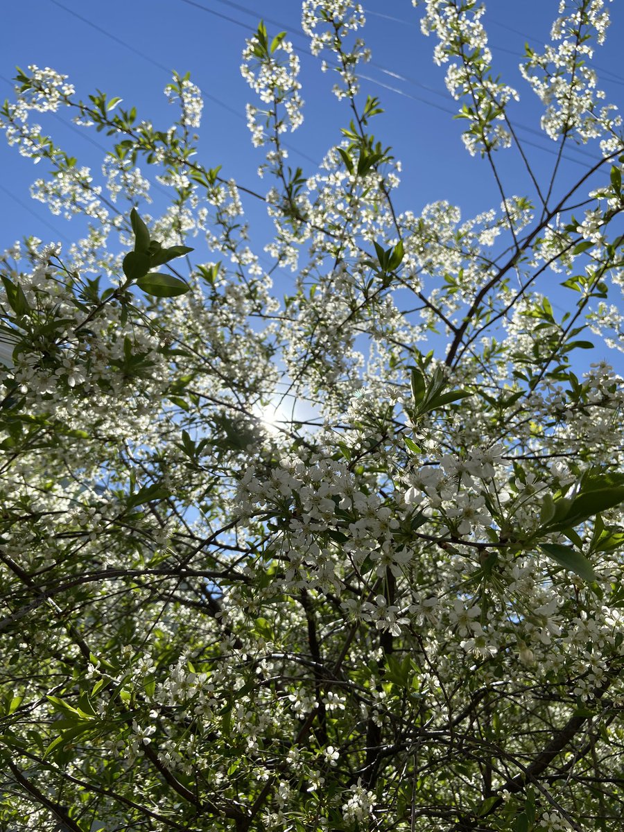 Good blooming morning🌿 

#NFTCommunity