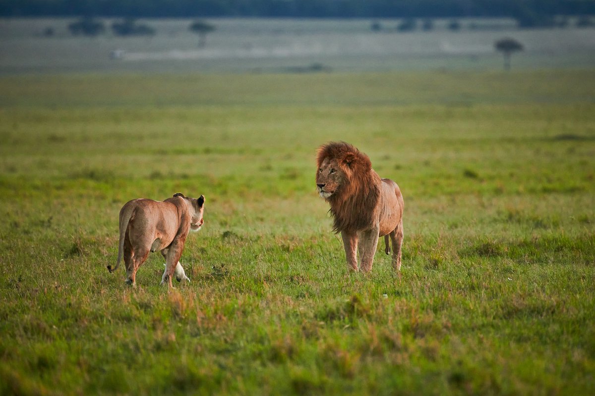 It’s time to greet my girlfriend…says “King Doa” 😊 | Masai Mara | Kenya
#nuts_about_wildlife #itssokenya #masaimara #trueafricanadventure #thelionking #wildafrica #kenyasafari #animalplanet #safariafrica #bownaankamal #wildlifeseekers #photographicsafari #predators