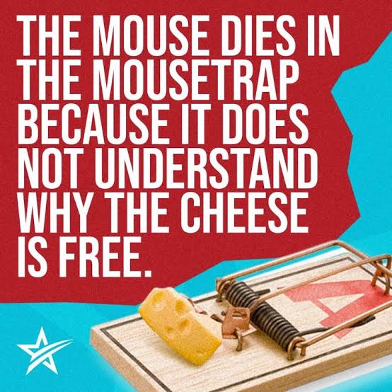 Why You'll Never See Cheese in Our Mouse Traps