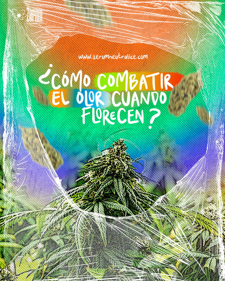 ZerumNeutralice's tweet photo. 🔥 EL TRUCO PARA COMBATIR EL OLOR CUANDO FLORECEN 🔥
Empezó la temporada exterior y es ahí cuando el olor se concentra y no sabemos cómo controlar el olor, que puede llamar la atención 🕵️♂️
Nuestra recomendación es usar neutralizadores de olor
¡Pruébalo!
#zerumspray #zerumgel https://t.co/xdrT8PfcuP