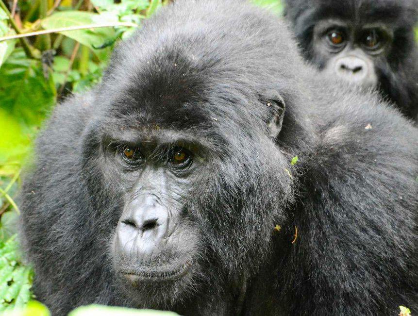 We are @RockSafaris for your East African Safaris! From #GorillaTrekking in Bwindi 🇺🇬to #Greatmigration in Tanzania 🇹🇿 to Zanzibar holidays!

#LuxuryTravel #2023trips #wildlifephotography #Africansafaris
