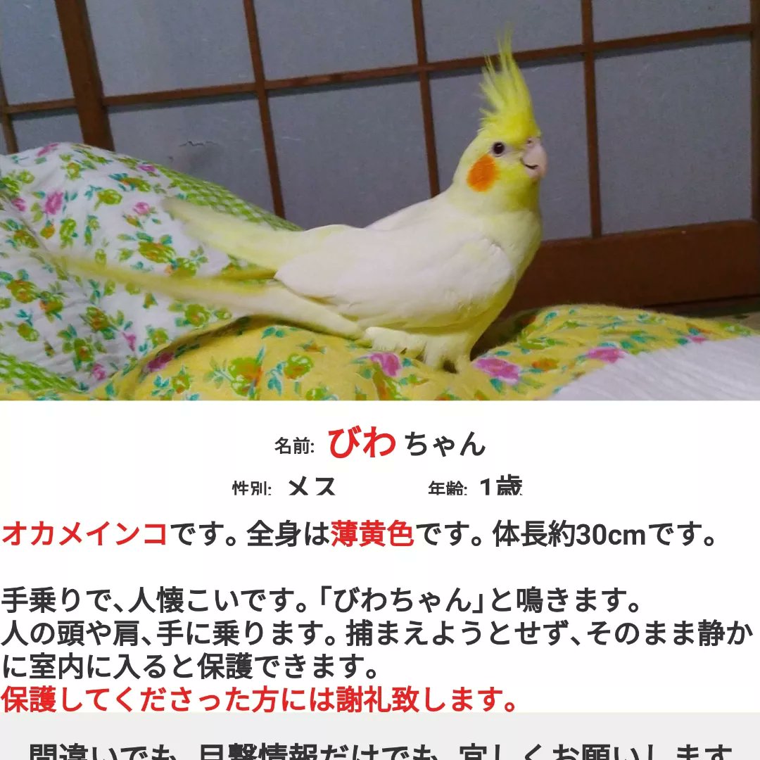 先日、ポスターを見た友人が教えてくれた、と、灰色オカメインコの問い合わせがありました。病院のポスターが無駄ではなかったと、深く安堵。結果爪が違うとのことで翼の飼い主さんではありませんでした。びわのポスターも、また頑張らないとな、と気力を貰いました。#オカメインコ　#迷子インコ