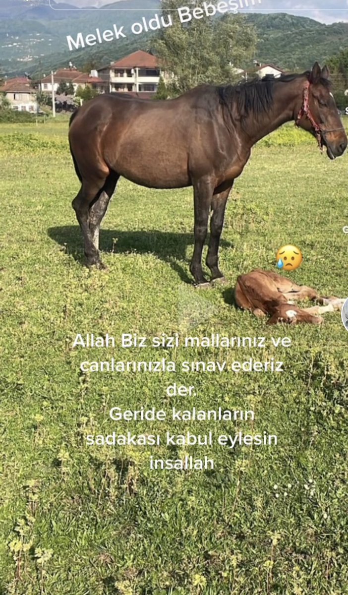 muratazizoglu54's tweet photo. Hep kazanmak hep sevinmek olmuyor. Acı ve tatlısı ile hayat böyle birsey. Bize düsen gercekleri bilmek ve sabr.🤲👼🤲 https://t.co/7lcUz60GFb