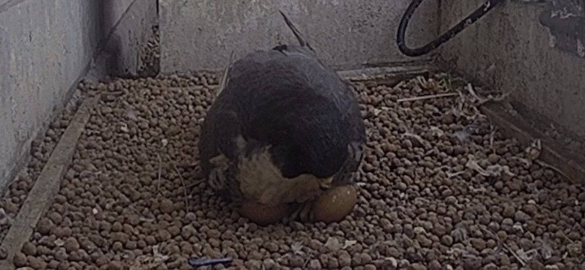 Leeds Birder tweet media