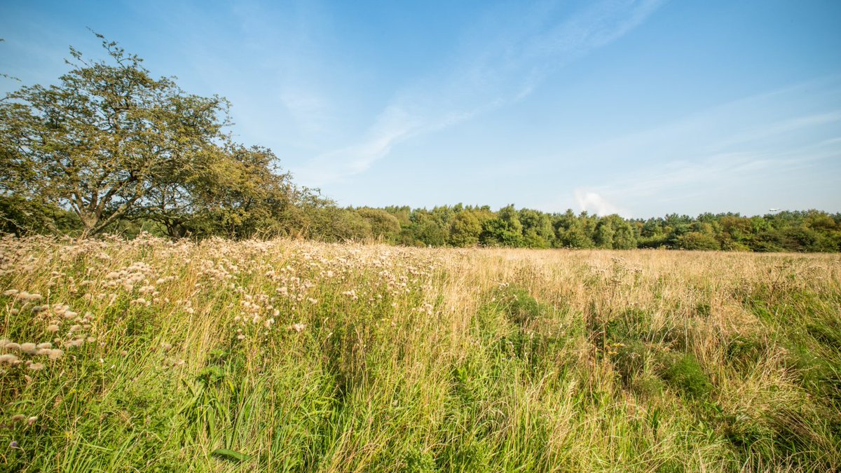 Newcastle Parks & Allotments tweet media