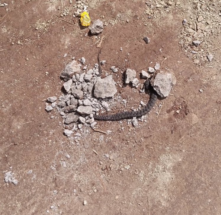 MrBlackOG's tweet photo. This person thought he killed a snake last night😂 https://t.co/e6wUDTqaWl
