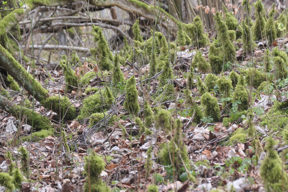 Baeche_Fluesse's tweet photo. #Göttingen #Landkreisgöttingen #Leine 
Wanderungen der letzten Tage und Wochen. Es gibt so schöne Ecken!!!
Entlang der Leine aber gibt es sehr viel Müll, aber auch immer mehr Müllsammler. #Müll CoffeeToGo-Becher, Dönerboxen, Verpackungsmüll, Zigarettenkippen... https://t.co/DGpsp2pany
