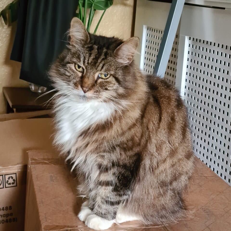 Tweeting for friend. 17 year old Leo is missing. Hope Park, Bromley, Kent, UK. If you live in vicinity please check gardens/garages/sheds as he loves to find a quiet corner to sleep. He is very friendly/loves attention. Please DM me if seen.