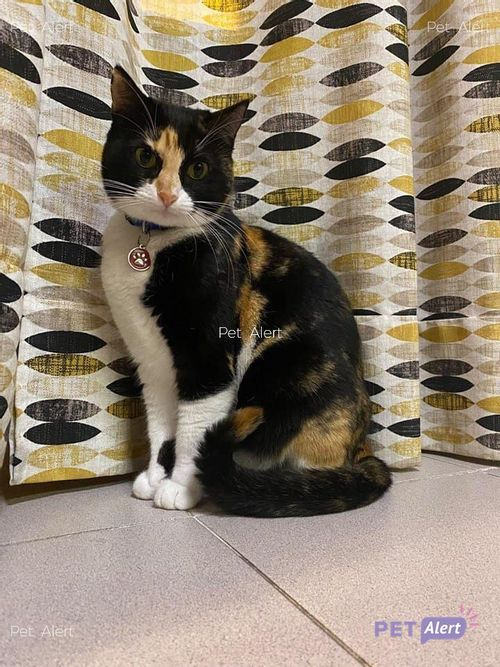 Nil Cat ||*|| 🎗🌊🐈🐩 tweet media