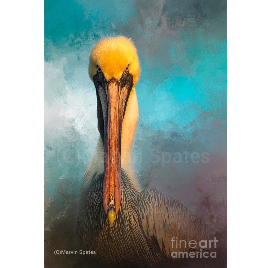 Marvin Spates (@marvin_spates) on Twitter photo "Got Fish?" This Pelican photo has to be one of my best selling wildlife images! I love turning my photography into art! Visit my website for a print-
marvin-spates.pixels.com 
#wildlife #birds #artphoto #Pelicanart #colorfulbackground #amazingimages #printsareforsell "Got Fish?" This Pelican photo has to be one of my best selling wildlife images! I love turning my photography into art! Visit my website for a print-
marvin-spates.pixels.com 
#wildlife #birds #artphoto #Pelicanart #colorfulbackground #amazingimages #printsareforsell