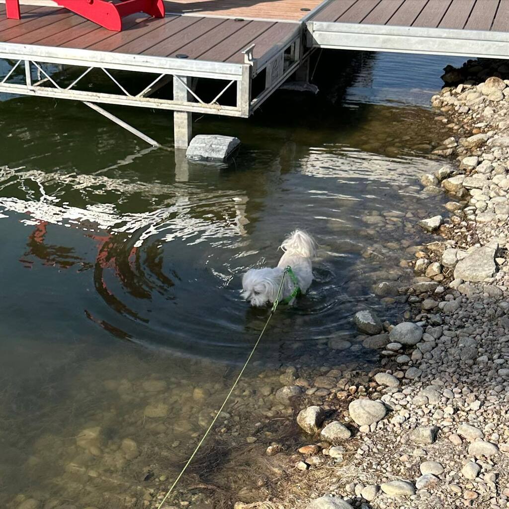 Merry120's tweet photo. It was 26 today! When I left for Florida it was still cold and now if feels like full summer. Cooper and Poppy needed a drink and a dip during our walk this afternoon too. Crazy weather! #lakelife #springisfinallyhereβοΈ #warmweather https://t.co/zuxhT3g0oG https://t.co/NxYUW4HTas