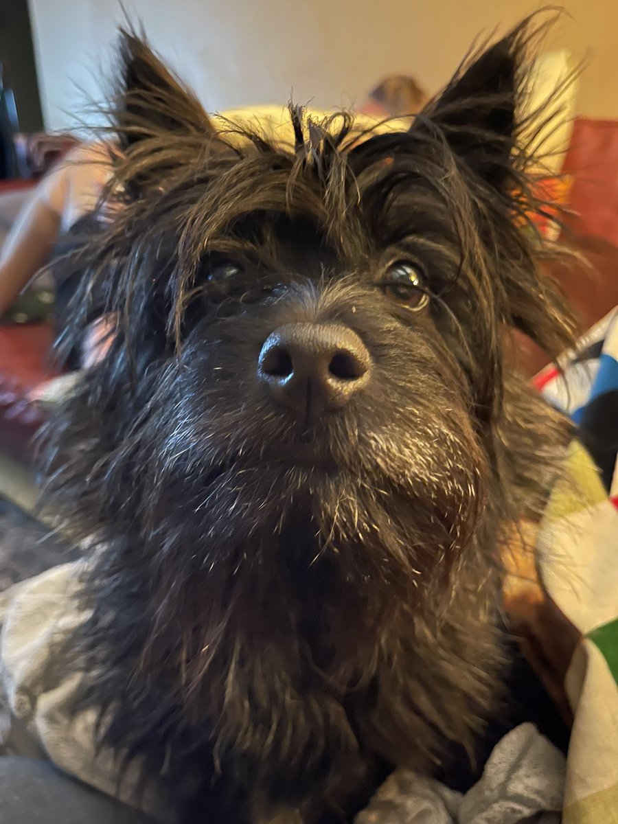 Not that anyone asked, but this is the dog.  He’s the best.