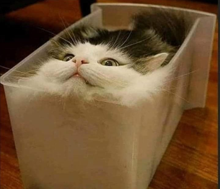 "Solamente los líquidos pueden tomar la forma del recipiente que los contiene"

Los gatos: