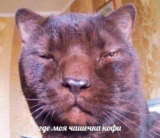 Pechenka_Zero's tweet photo. Это Лера по утрам. https://t.co/18Ro6Vy1Rd
