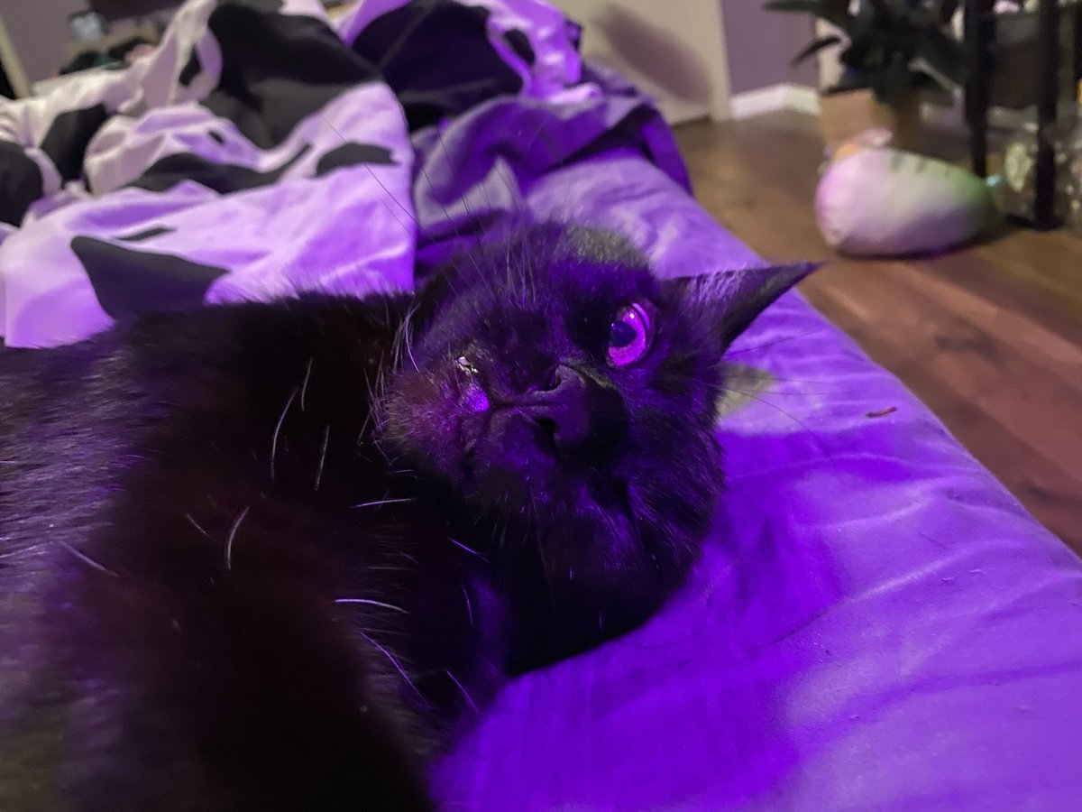 yikestrin's tweet photo. i had to say goodbye to the most perfect boy ever a few days ago n i miss him more than anything :( love u forever mr. mans 🤍 https://t.co/xBm0CJgOgs