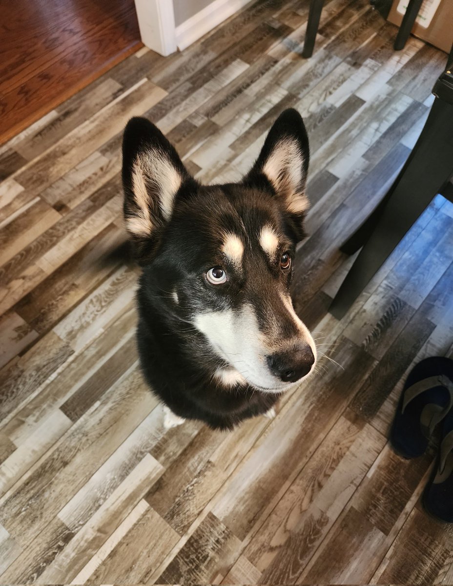 CardinalsGirl22's tweet photo. Today was my baby boy's 4th birthday! We celebrated tonight with his 12.5 yo brother and grandparents while mom took stroke call, sang happy birthday and took 800 pictures at the same time 🥰🥳🥳🥳
(Doggy birthday cake not shown haha) 🥰 #Coji #Caymen https://t.co/y7hD4bvPtx