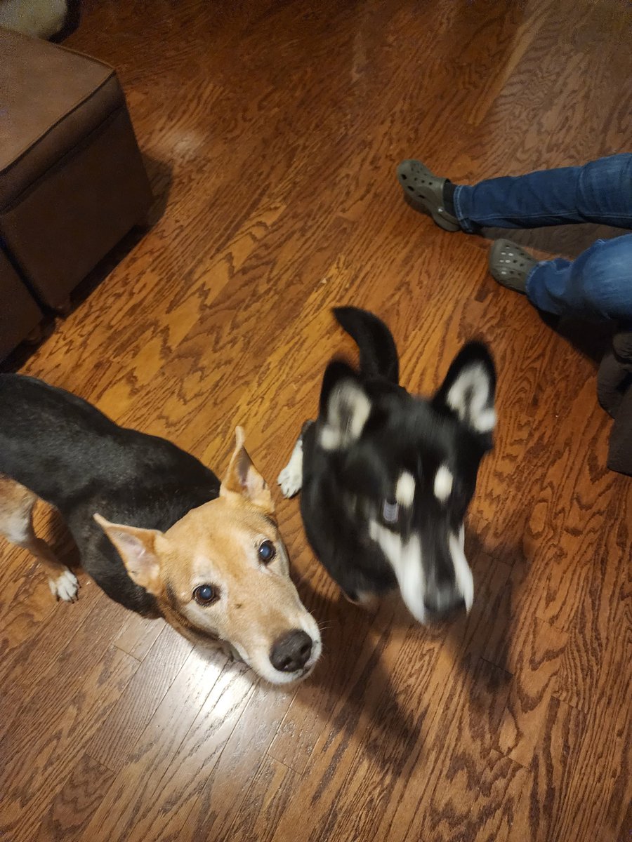 CardinalsGirl22's tweet photo. Today was my baby boy's 4th birthday! We celebrated tonight with his 12.5 yo brother and grandparents while mom took stroke call, sang happy birthday and took 800 pictures at the same time 🥰🥳🥳🥳
(Doggy birthday cake not shown haha) 🥰 #Coji #Caymen https://t.co/y7hD4bvPtx