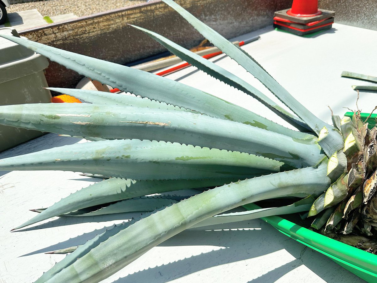 FKGS_2017's tweet image. ８年くらい前、初めてお客さんの所に植えたアガベが他のお客さんから僕の所に✨
そう思うとまた手放したくなくなる悪い癖が…

#アガベ
#ドライガーデン
#掛川