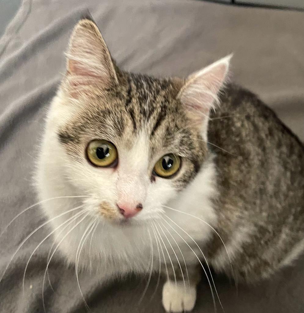 asielbruchem's tweet photo. Ter adoptie: SUUS! 

Suus liep over straat, zoekende naar haar baasje. Ze klampte iedereen aan “Wil jij dan mijn baasje zijn?”. 
Wanhopig liep ze bij iedereen binnen, maar niemand kon voor haar zorgen. 

Uiteindelijk is Suus, gelukkig, bij ons gebracht. 

https://t.co/kJ48t4ctBp https://t.co/x6to8hl9fO