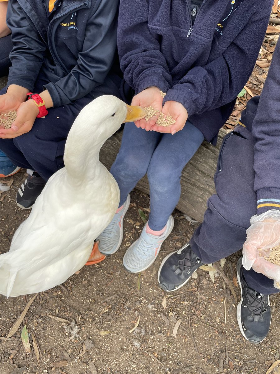 nlpstweets's tweet photo. What a terrific day at Animal Land Children’s Farm! Grade 1s loved every moment! #NLPS #diggersrest https://t.co/kwGq6wXEUl