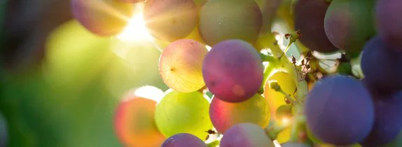wineworldnews's tweet photo. What does typicity mean in relation to wine and how is it changing? https://t.co/kA7BgerGl4 on @WineSearcher & @vicki_denig #wine #typicity #winetasting #naturalwine https://t.co/RC5FvaxtMY