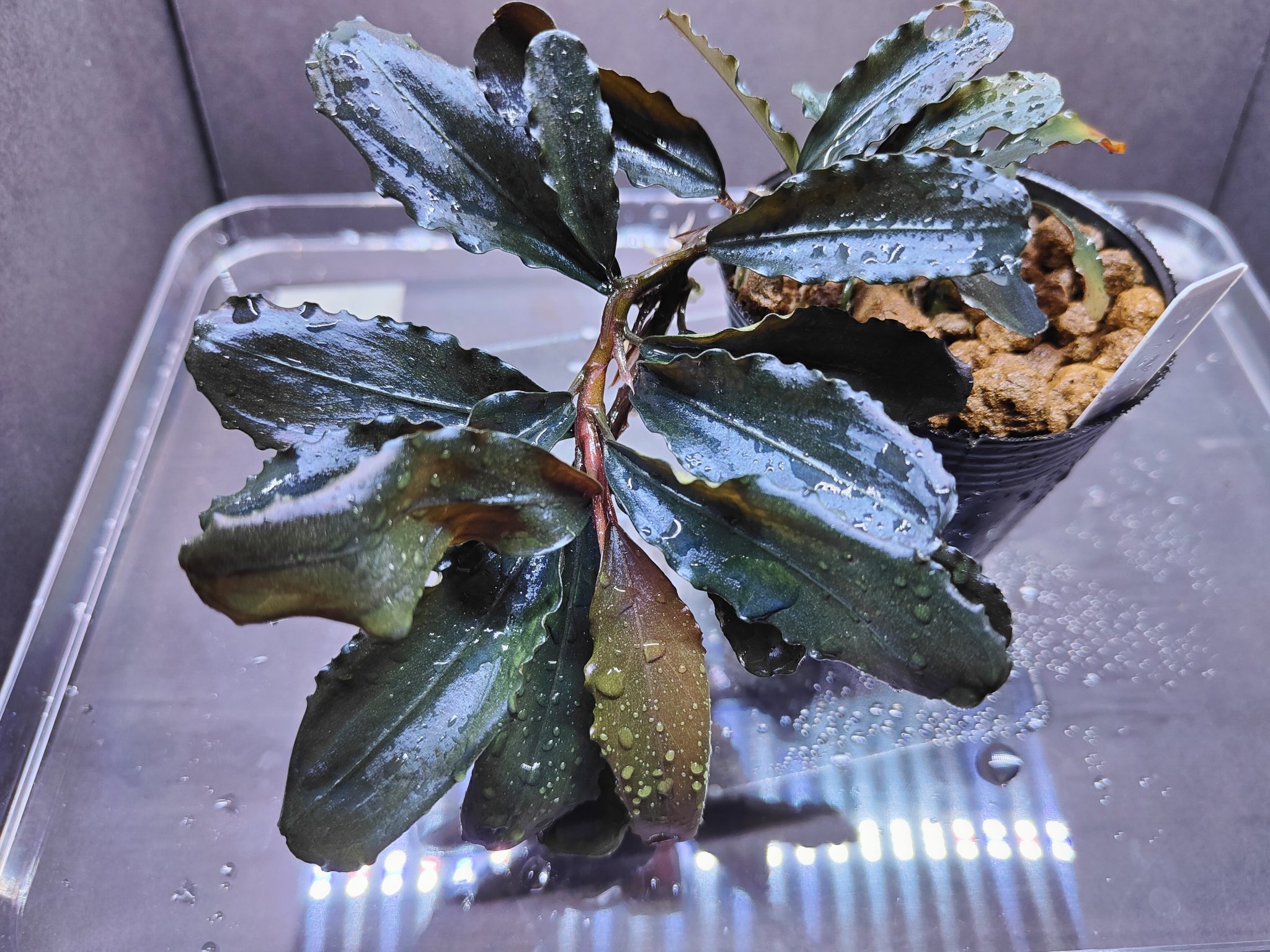 Bucephalandra sp. 