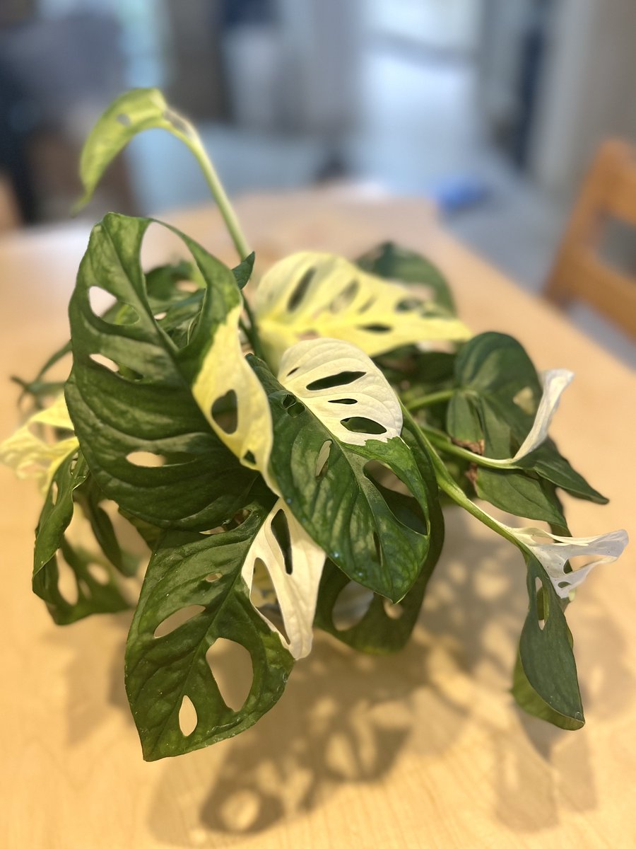 🎊리버스식목일이벤트🎊
무늬아단소니,맥도웰(파스타짜넘),플로리다뷰티 삽수 세트를 세분께 드립니다🤗
조건 : 팔로X, 최근 6개월 이내에 수제 식물트윗 10개이상 있으신분, 플텍계X
참여방법 : 본 트윗 RT
당첨자발표 : 리버스식목일
자세한 안내는 타래로👇🏻