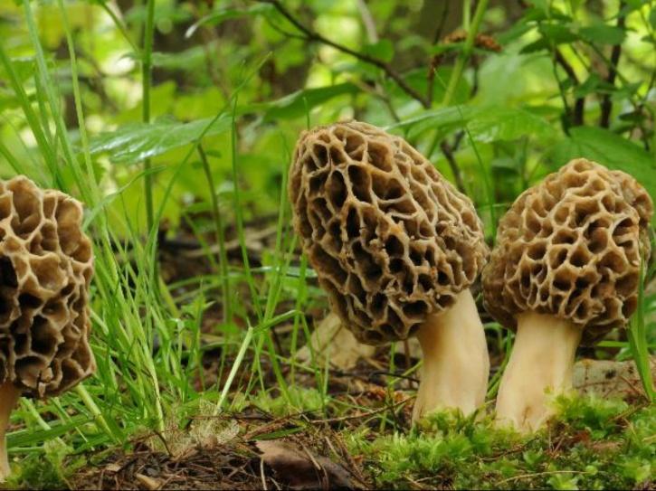 RisingKashmir's tweet image. #Agriculture #Dept #proposes #GI #tag for #Doda’s #Gucchi #mushroom

The #world’s #costliest #vegetable is #priced between Rs 30,000 to 50,000 per kg

Reports @SyedaRafiyah

@JkAgriculture
@diprjk 
@OfficeOfLGJandK 

risingkashmir.com/agriculture-de…