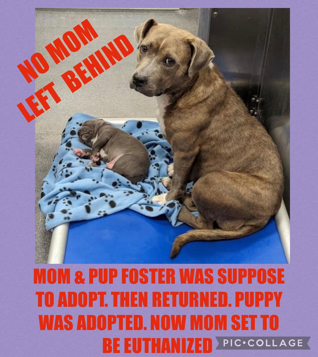 carawil17888192's tweet photo. 😭😭FOSTER WAS SUPPOSED TO ADOPT PUPPY &amp; MOM BUT THEY WERE BROUGHT BACK TO THE SHELTER 😭💔💔PUPPY WAS ADOPTED &amp; NOW MOM WILL BE EUTHANIZED 😓😭

Daisy (A1170648) 1 year

https://t.co/ZXEe5LSnop…

📧 dasrescue@dallas.gov

#dogsoftwitter #Dallas #DFW #Texas #TX https://t.co/YH59TYt6Kd