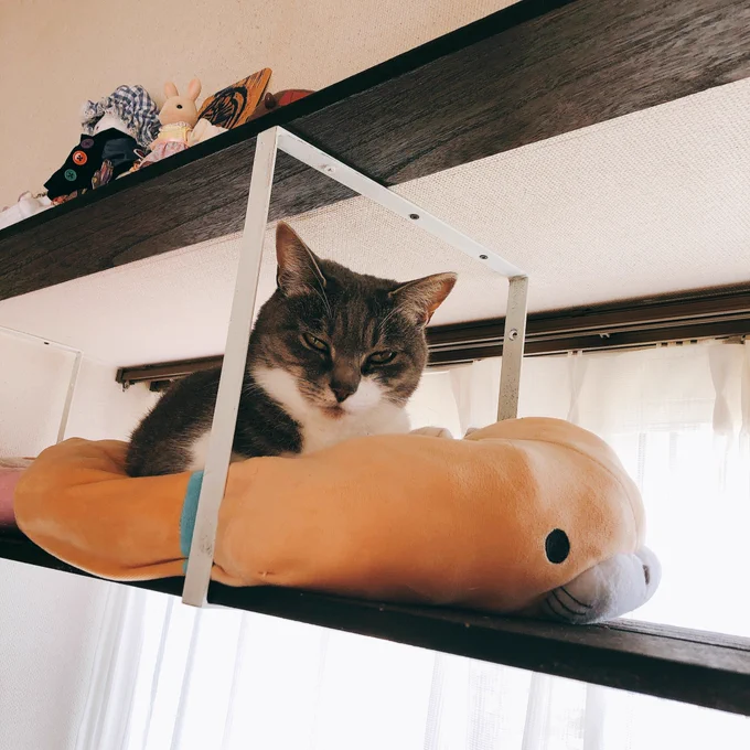 ねこの寝床にされてるふくにゃんです