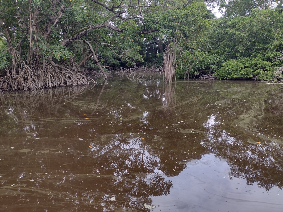 PRSGeotech's tweet image. Engineers, ever built on a swamp?🐊 Our geotech pros &amp;amp; Neoloy® Tough Cells system make it happen! Sturdy foundations even in tough soil👷‍♀️👷‍♂️

🔗bit.ly/40NE3qY 📸:innovater
#swamp #civilengineer #construction #ToughCells