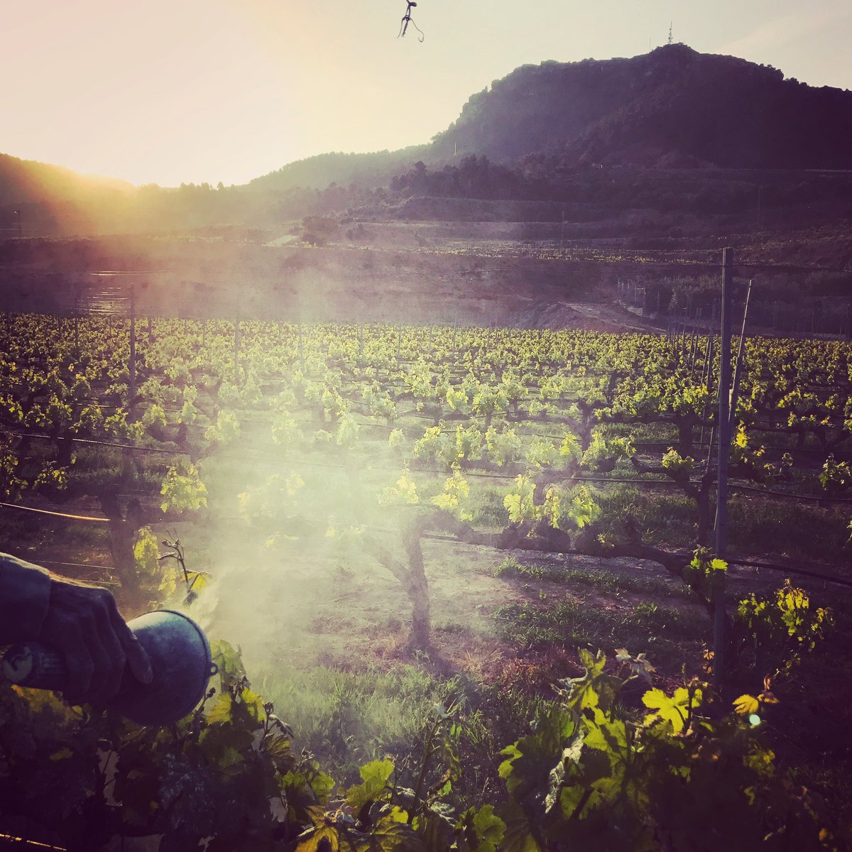 PasconaMontsant's tweet photo. Molt bon dia família! Després de 4 dies intensos de fira del vi, toca tornar a la vinya! Seguim ensofrant! A pel vimarts!
.
@domontsant @firadelvifalset 
.
#bondia #vimarts #cellerpascona #domontsant #viticultura #ensofrar #lluita #oidi #cendrosa #vesaperelsteusomnis https://t.co/nu79zWHVKl