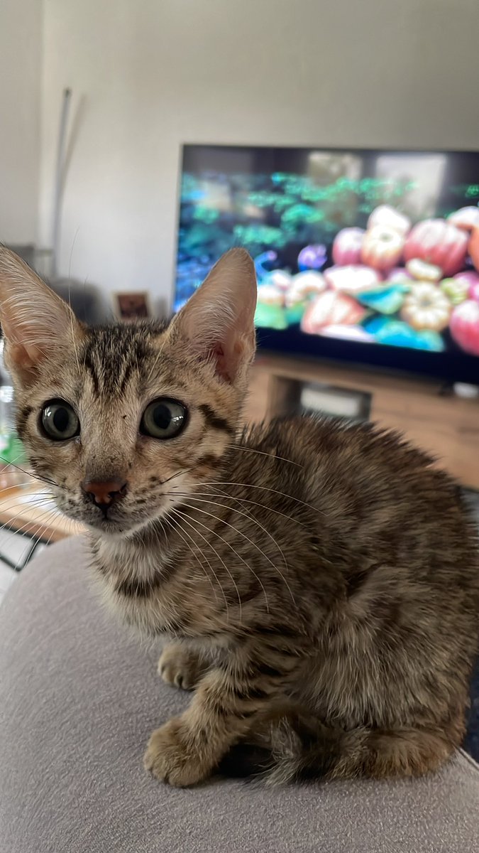PotdcolleV's tweet photo. Que la #Bengal elle fait la mignonitude https://t.co/SEuN24yeUO