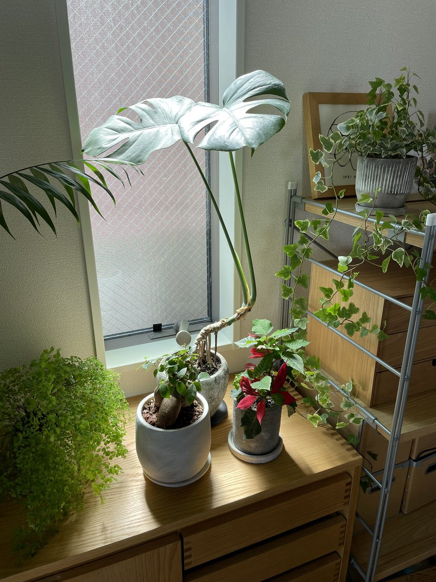post_yan's tweet photo. 陽の加減が良い
#観葉植物 https://t.co/WWHO5SfQlm
