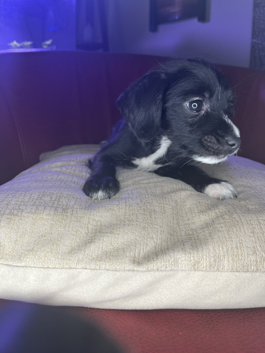 _enRICHments_'s tweet photo. Puppies for Sale https://t.co/4dVc93MheQ https://t.co/I60Ep0mMbN